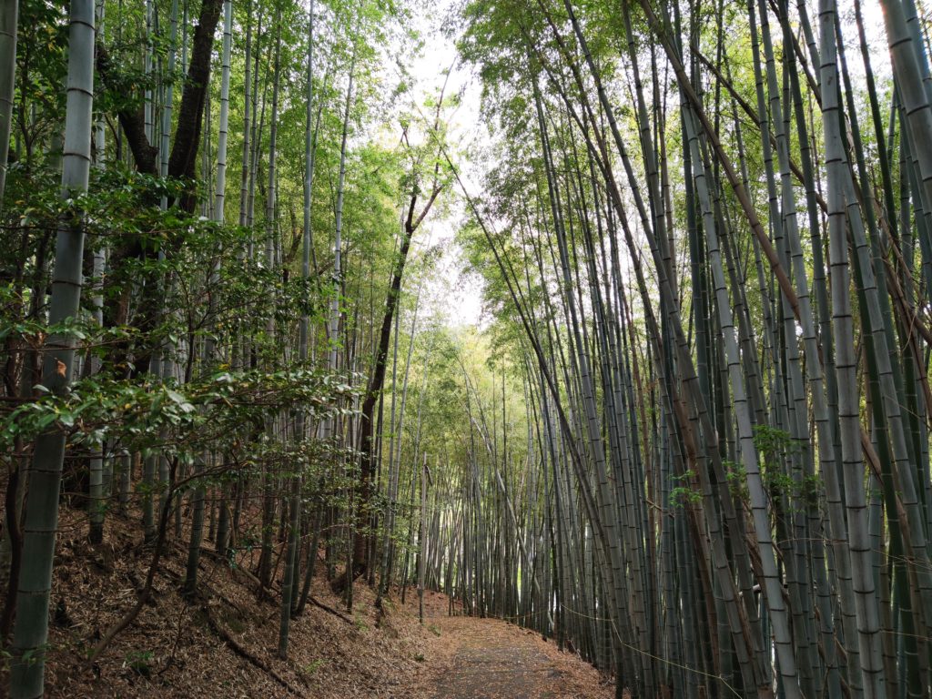 関ヶ原の竹林