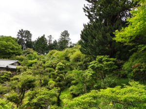蓮華寺庭園とコウヤマキ