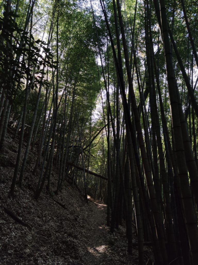 鎌刃城登山道の竹林