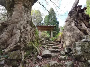 菅山寺のケヤキと山門