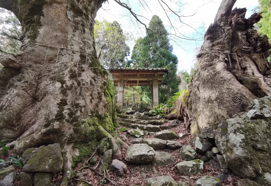 菅山寺のケヤキと山門