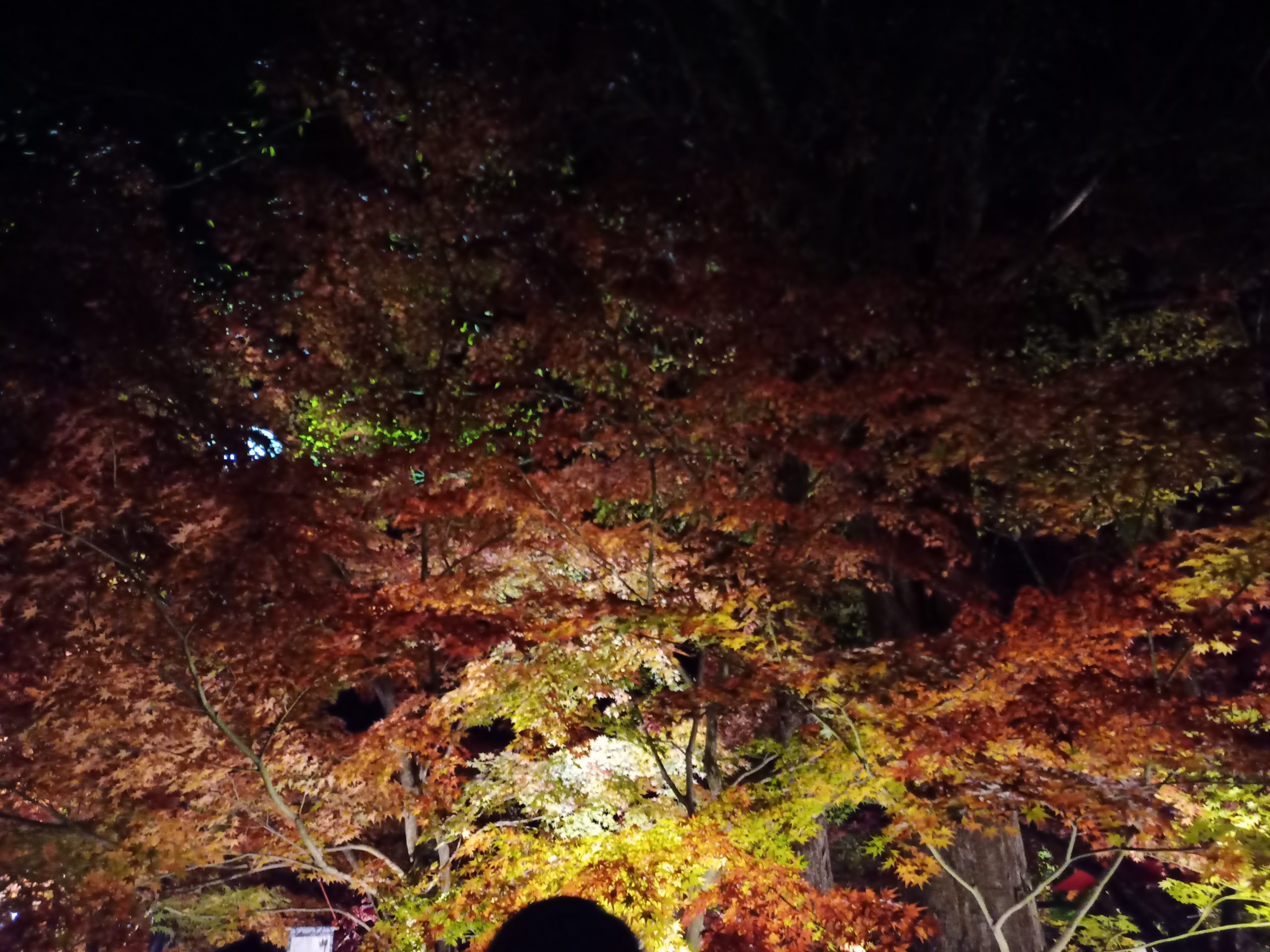 Autumn leaves illuminated at Eikando